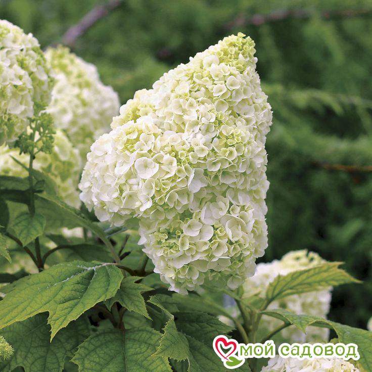 Гортензия дуболистная Сноу Джиант ЗКС