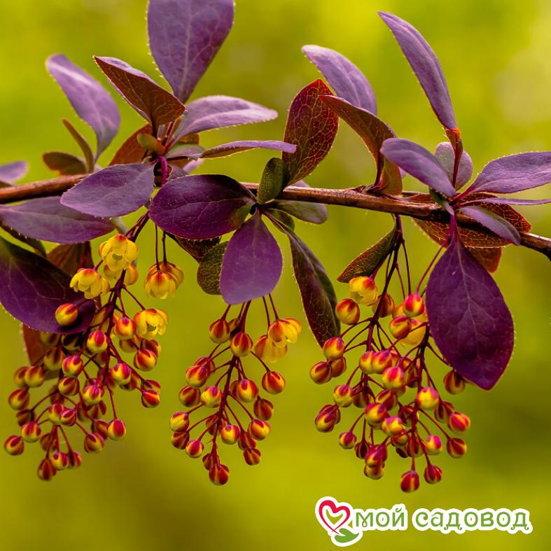 Барбарис Сильвер "Майлс"