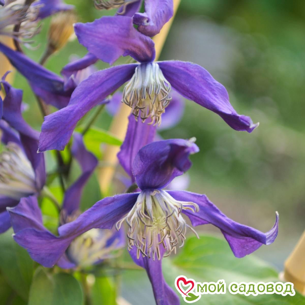 Клематис Блю Оушен ЗКС