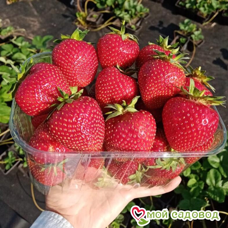 Клубника Мальвина (поздний сорт)