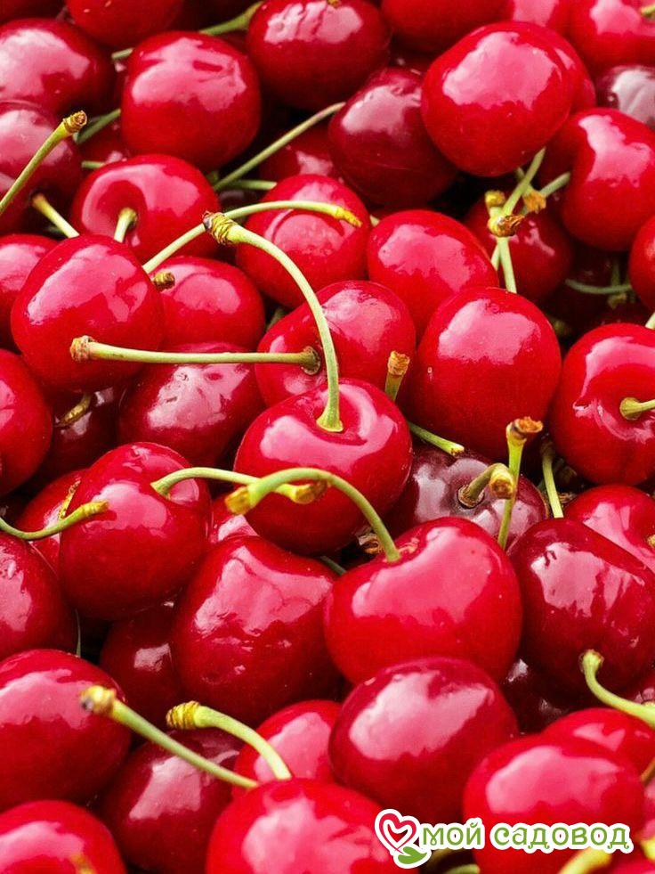 Вишня Субботинская кустарниковая